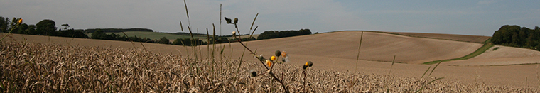Wheat field, Berkshire Downs