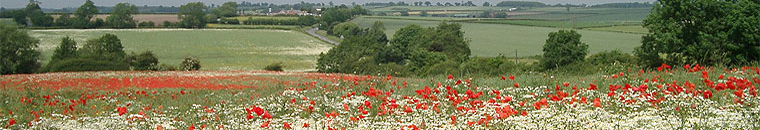 Poppies, Shepshed