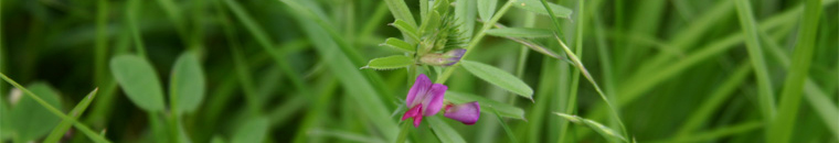 A tiny vetch flower, Shepshed