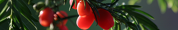 Yew berries, Whatton Gardens