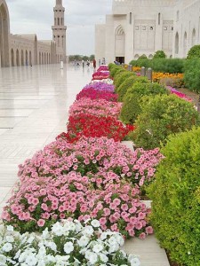 Petunias at the Sultan Qaboos Grand Mosque, Muscat